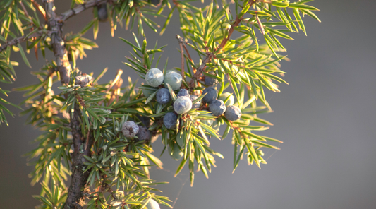 Juniper Berry for Deep Focus: Why This Botanical Powerhouse is a Sensory Essential