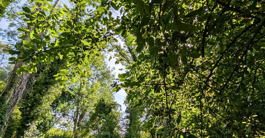 Woodland Walk for Busy Minds: Why Forest Aromatherapy is a Sensory Essential