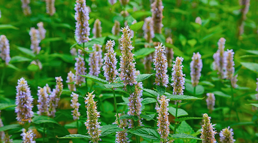 Patchouli for Sensory Grounding: The Science of Emotional Stability