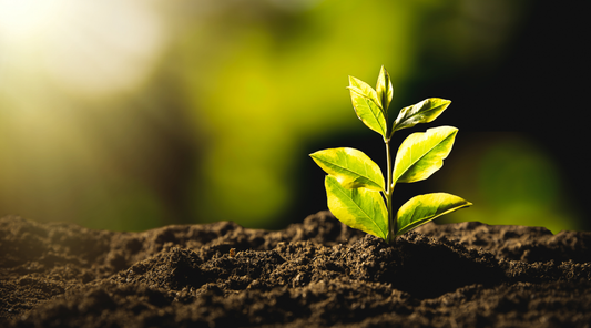 Beyond the Bottle: Sustainability and zero waste