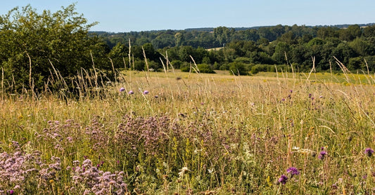 Meadow Bloom for Busy Minds: Why This Botanical Blend is a Sensory Essential