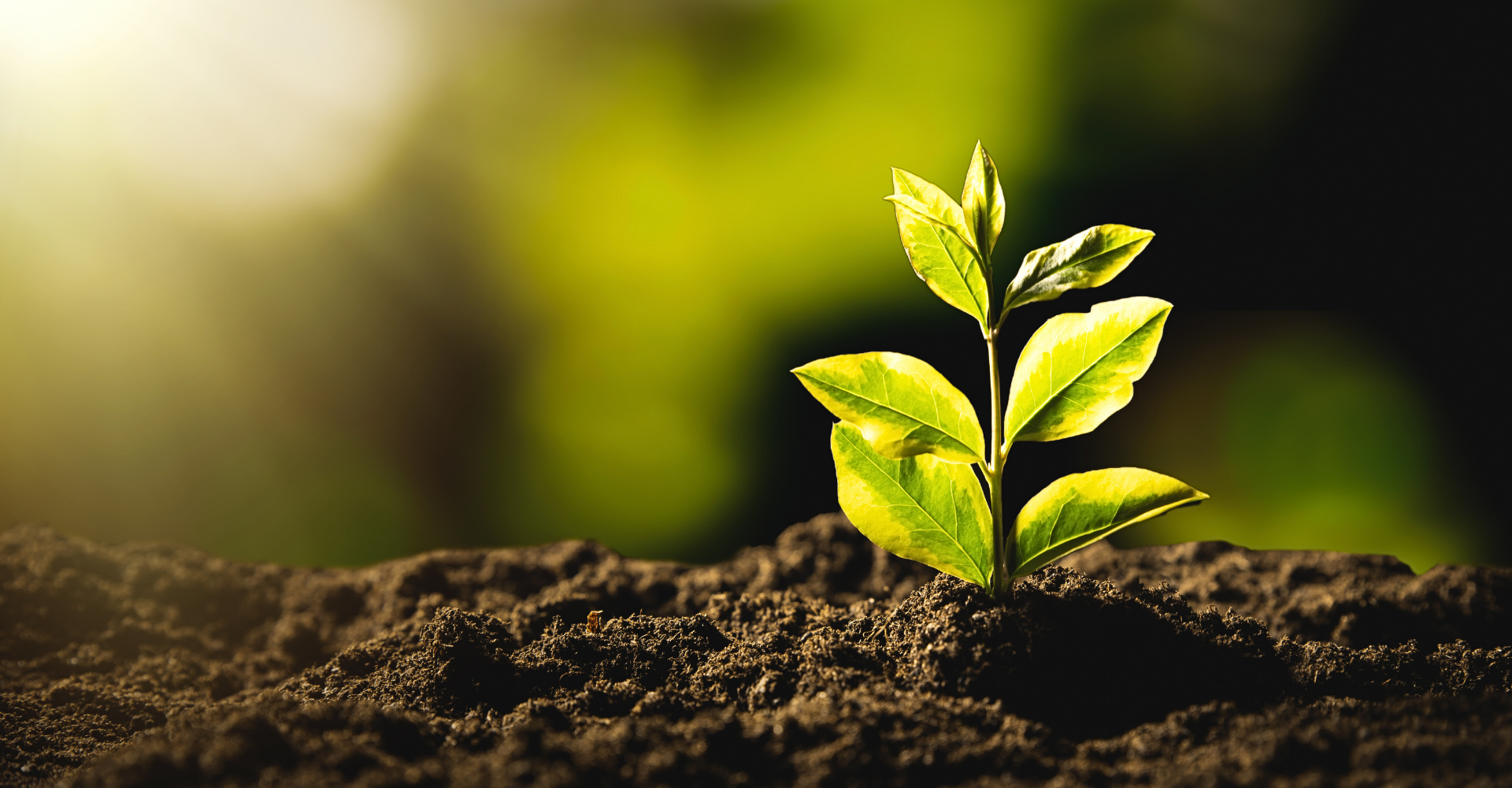 Sensory Sustainability and botanical chemistry in a Hampshire aromatherapy studio