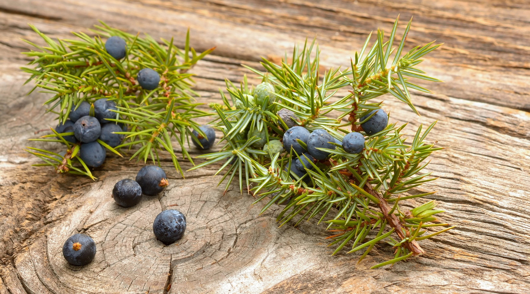 Pure Juniper Berry essential oil plant for natural sensory support